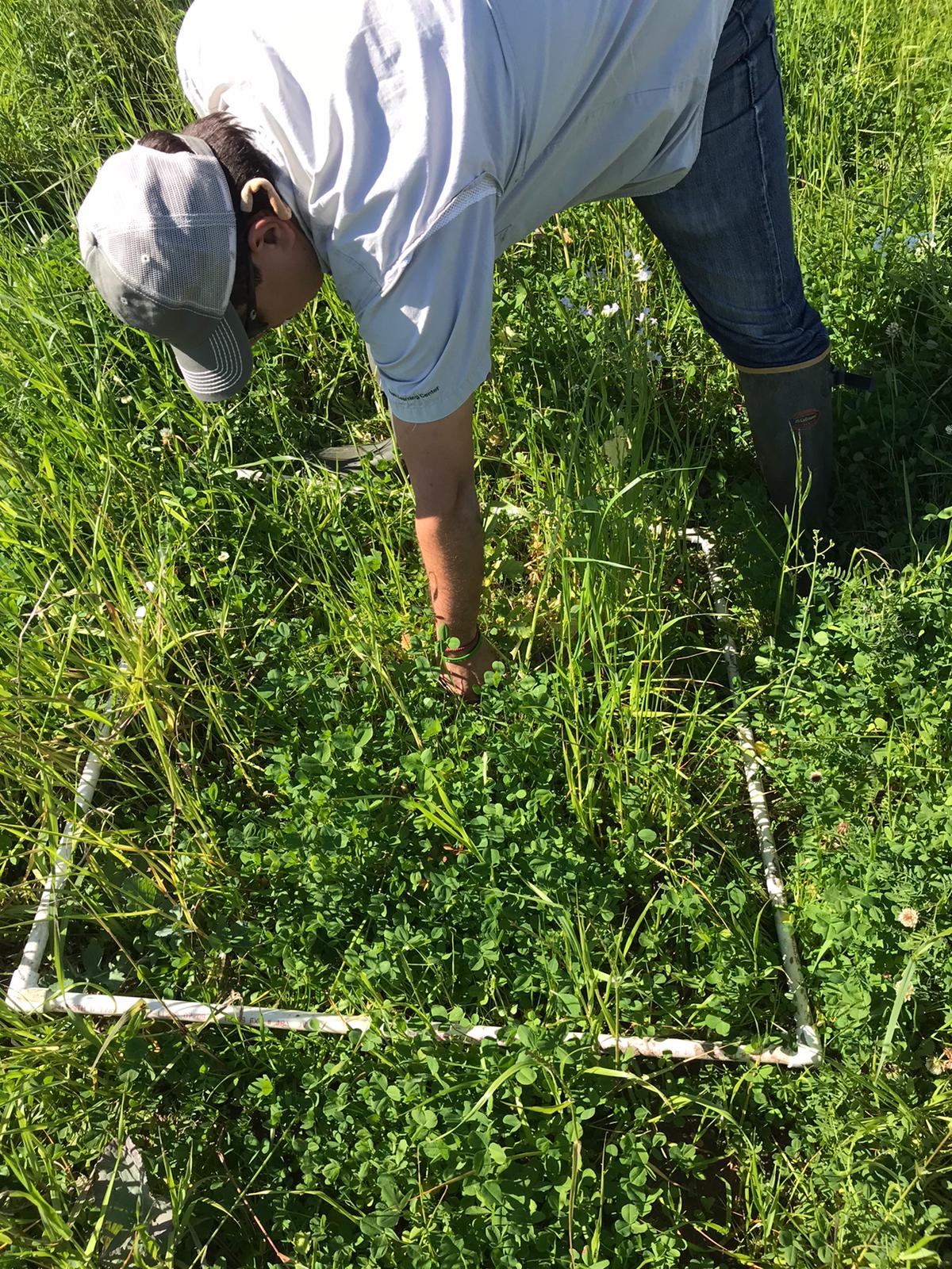 Man picking clippings off the ground in a field.